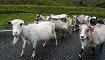 goats caravan