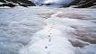 arctic fox tracks in the snow